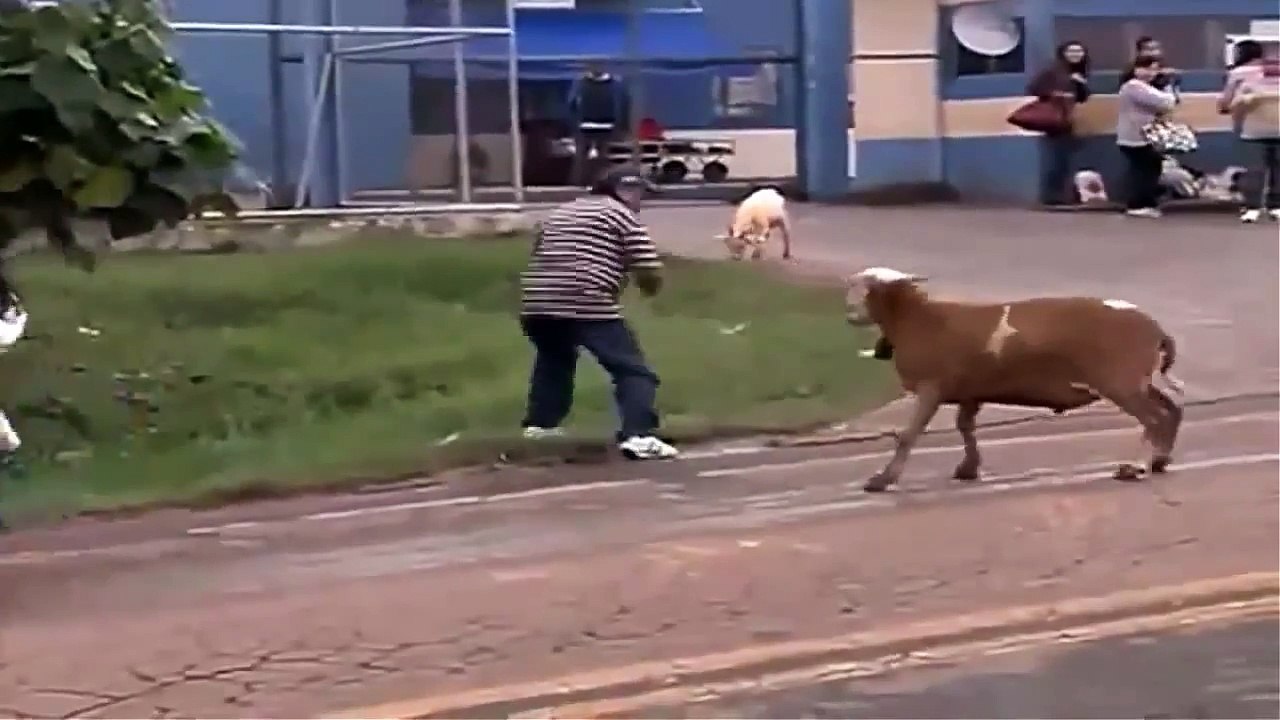 [ FUNNY VİDEOS ] VIDEOS CHISTOSOS   VIDEOS DE RISA   VIDEOS GRACIOSOS   CABRA LOCA SUELTA