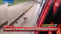 Rahatsızlanan Sahibi İçin Ambulans Peşinden Koşan Köpek