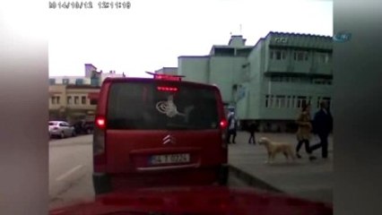 Köpek Dolmuşa Bindi, Ortaya Komik Görüntüler Çıktı