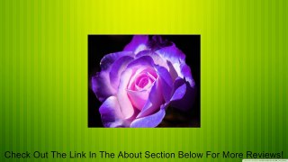 blue and pink rose!5 seeds!must have! Review