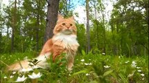 [ Funny Cats ] 岩合光昭の世界ネコ歩きｍｉｎｉ「よちよち子ネコ」「ネコだって泳げる」