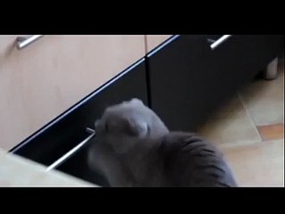 Cat Caught in The Act - Gotcha