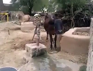 Amazing How easily Cow can do this