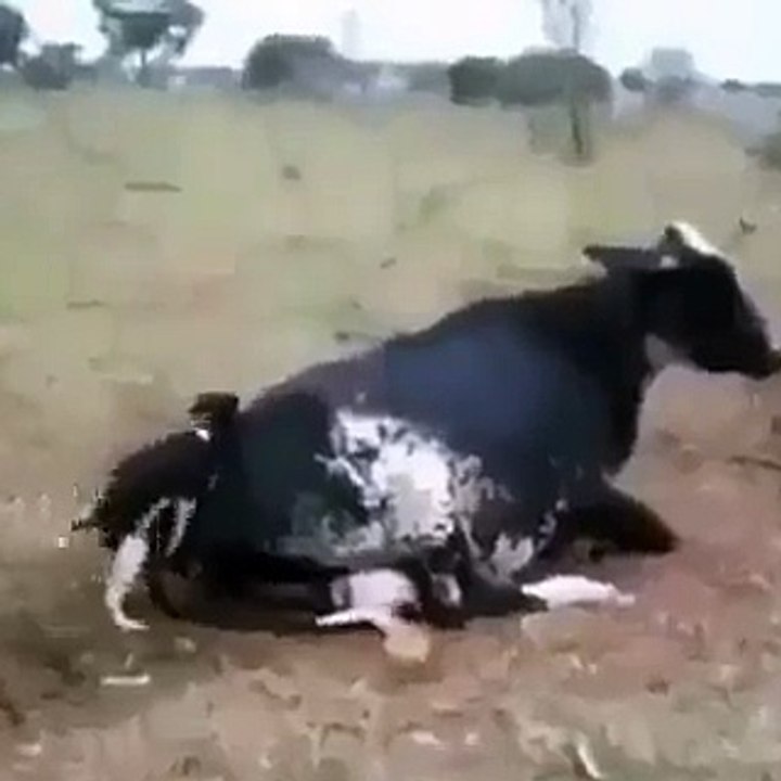 F**ker Dog with Big Mama...