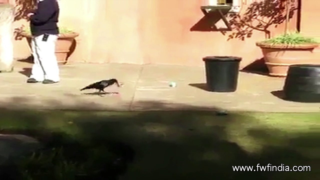 crow cleaning the road_FWF