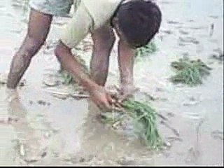 Sajid Ali Maan Kasur