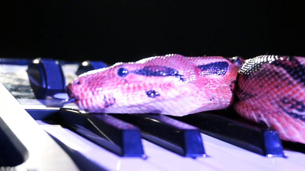 Ricardo et le serpent
