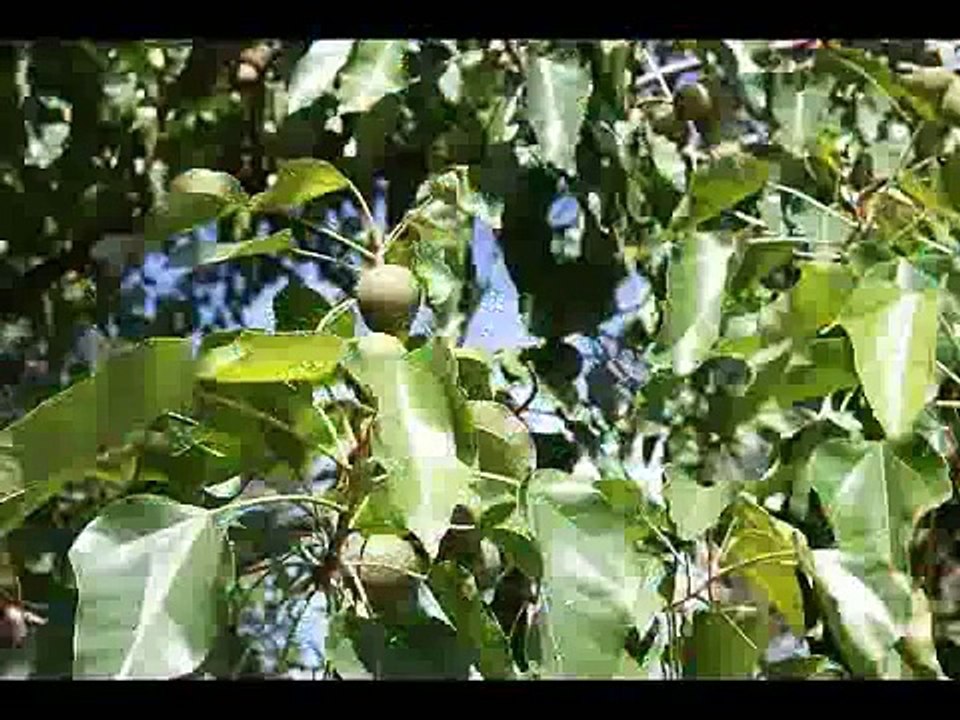 Cellulite Factor Review - How To Get Rid Of Cellulite Fast [Hayden Panettiere Cellulite]