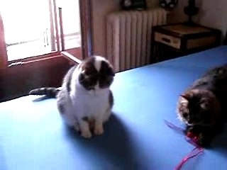 Mimi Moustic & Bacio