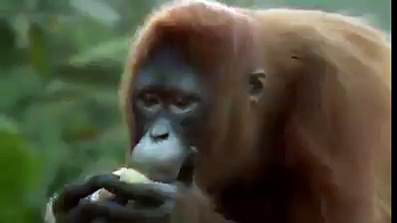 Monkey Dance............!!!