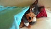 Funny Cats Collection ( Komik Kedİ Videoları )