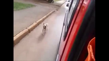 Un chien voit son maître se faire emporter par une ambulance. Sa réaction va vous émouvoir