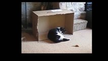 Funny Videos 2014 - Funny Cats Video - Funny Cat Videos Ever ( Komik Kedi Videoları )