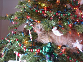 Why Cats Love Christmas So Much... Or NOT!!!
