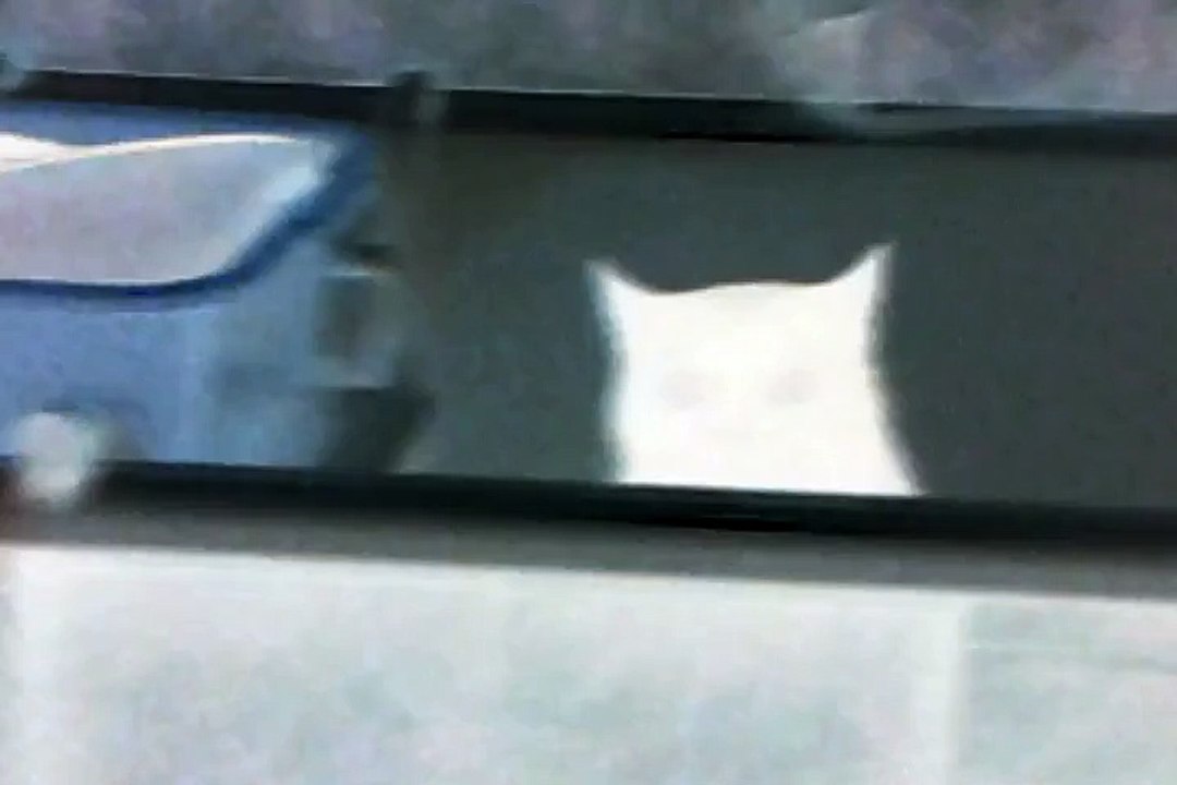 Kot Albinos :-) ,The Albino cat