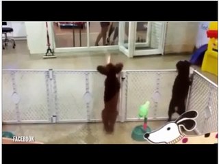 A Doggie Hip Hop ---I'm Sooooooo Happy !!