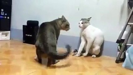 Cat Boxing Funny
