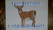 How to Draw a White-Tailed Buck - step by step- intermediate