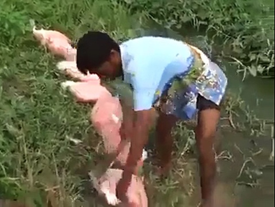 That s Amazing   Feeding Hungry Fishes