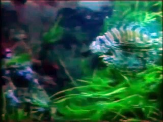 Матросская Тишина (Ростов-на-Дону) - Satisfuckshion (1988)