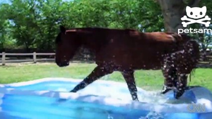Horse Makes A Big Splash In Kiddy Pool