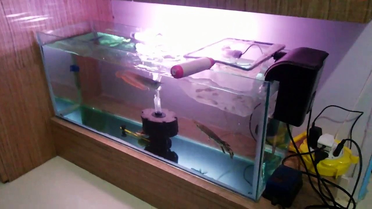 Silver Arowana Fish and Alligator Gar Feeding.