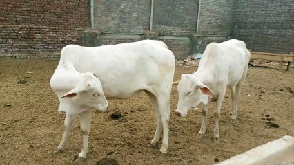 AKBAR CATTLE FARM