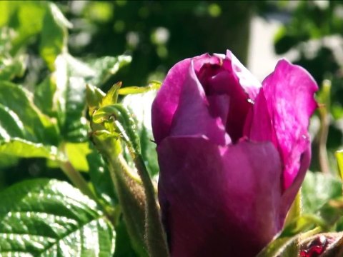 Auld Lang Syne (Panflute & Piano Duet)