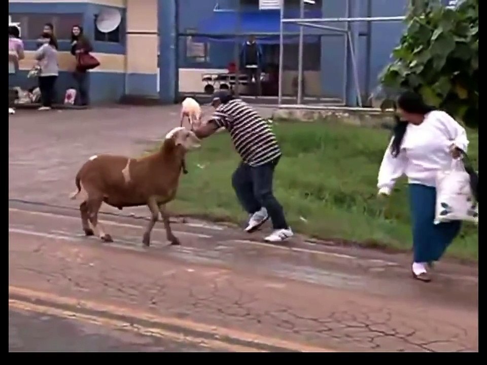 funny sheep hahahahahah