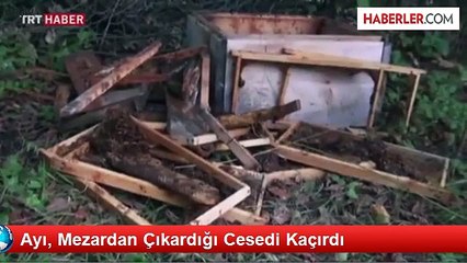 Kastamonu'da Ayının Mezarından Çıkardığı Cenazenin Kaybolduğu İddiası