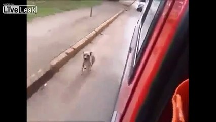 Cảm động chú chó trung thành đuổi theo chủ từ nhà đến bệnh viện cấp cứu