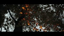 Projections in the Forest - Amazing maping video on trees!