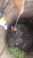 Un chien tombé dans un puits secouru avec un corde s'agrippe de toutes ses forces.