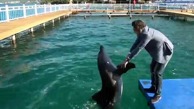 Hiç horon tepen yunus gördünüz mü ?