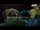 very funny animal urdu dubbing video