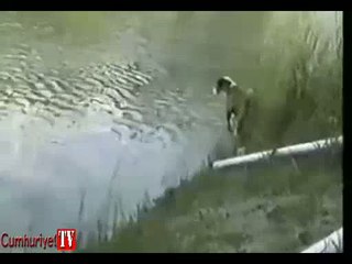 Balık avlayan köpek