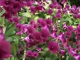 hae kali kali ke lab par tere husn ka fasana film lala rukh