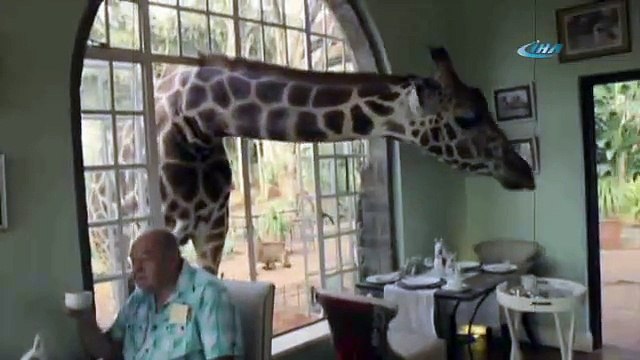 Zürafayla kahvaltı yapmak ister misiniz ?