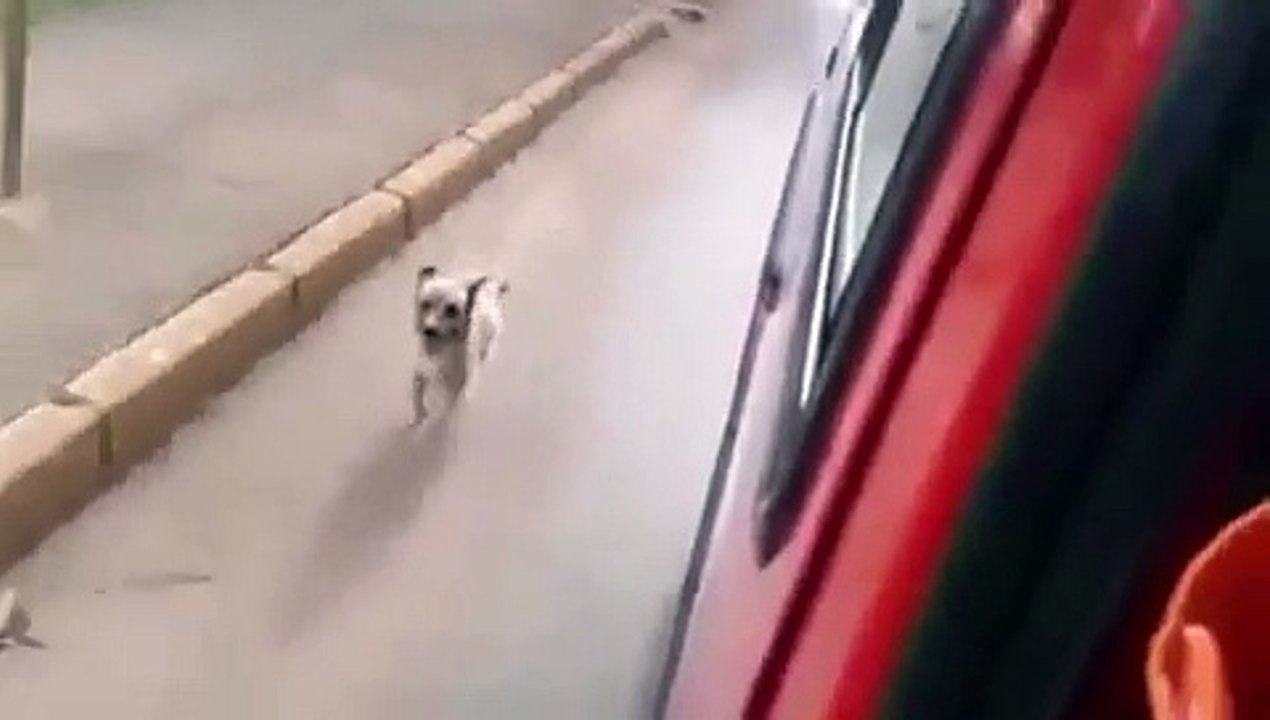 Dog Chases Ambulance That Is Driving His Owner