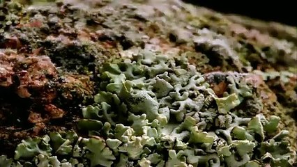 Jak-vznikla-Země-2x12---Americká-doba-ledová