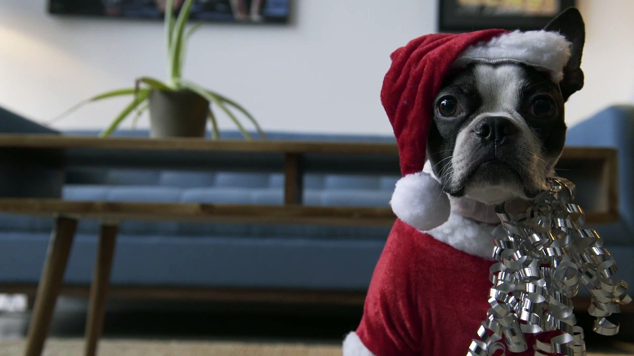 Dog on a Roomba - Holiday Edition!