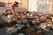 Un millier de chats aux mains des trafiquants retrouvés par la police