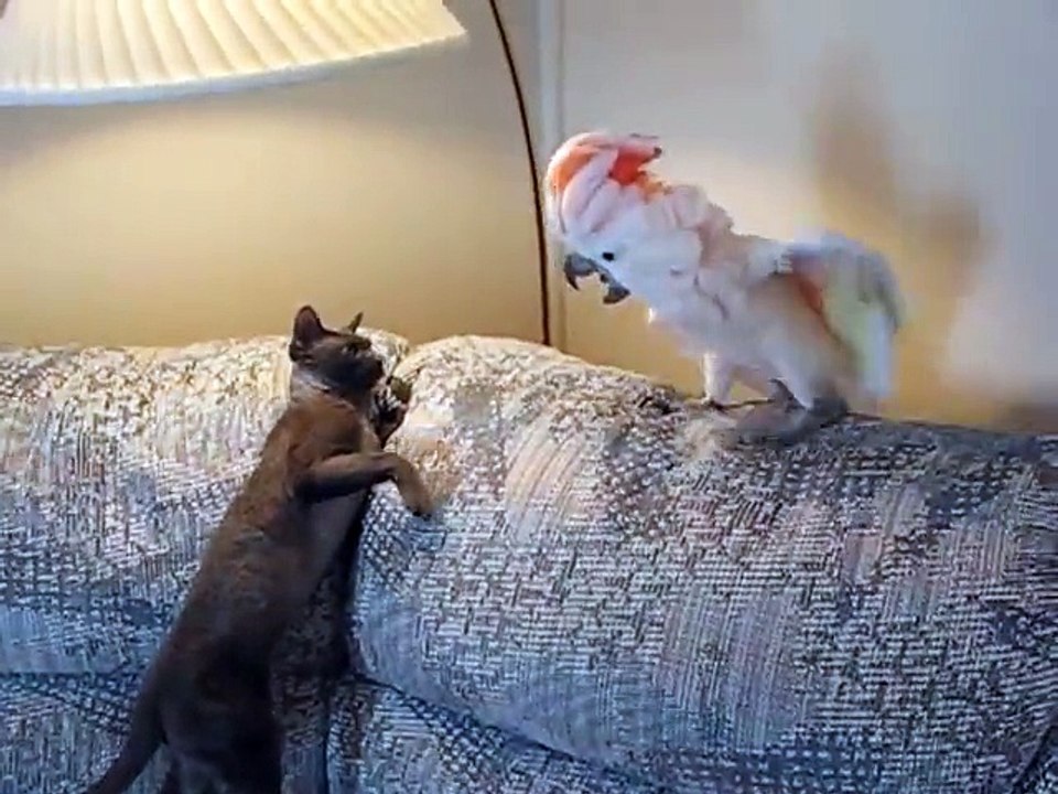 Cat vs Parrot