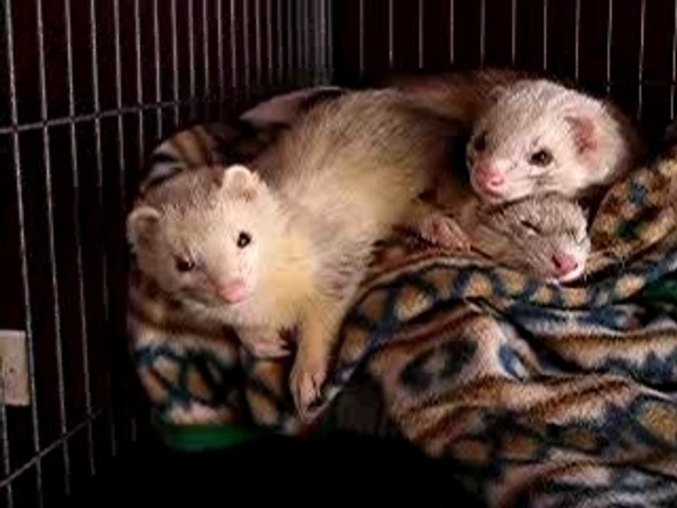 Le sport préféré de mes peluches