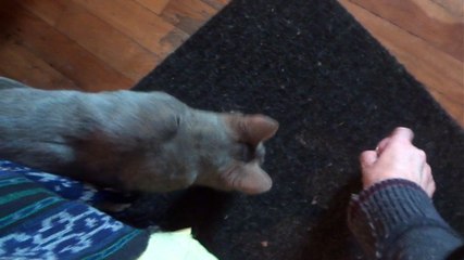 Snooky le bengal bleu fait son imitation du petit chien (20e semaine-8mois)