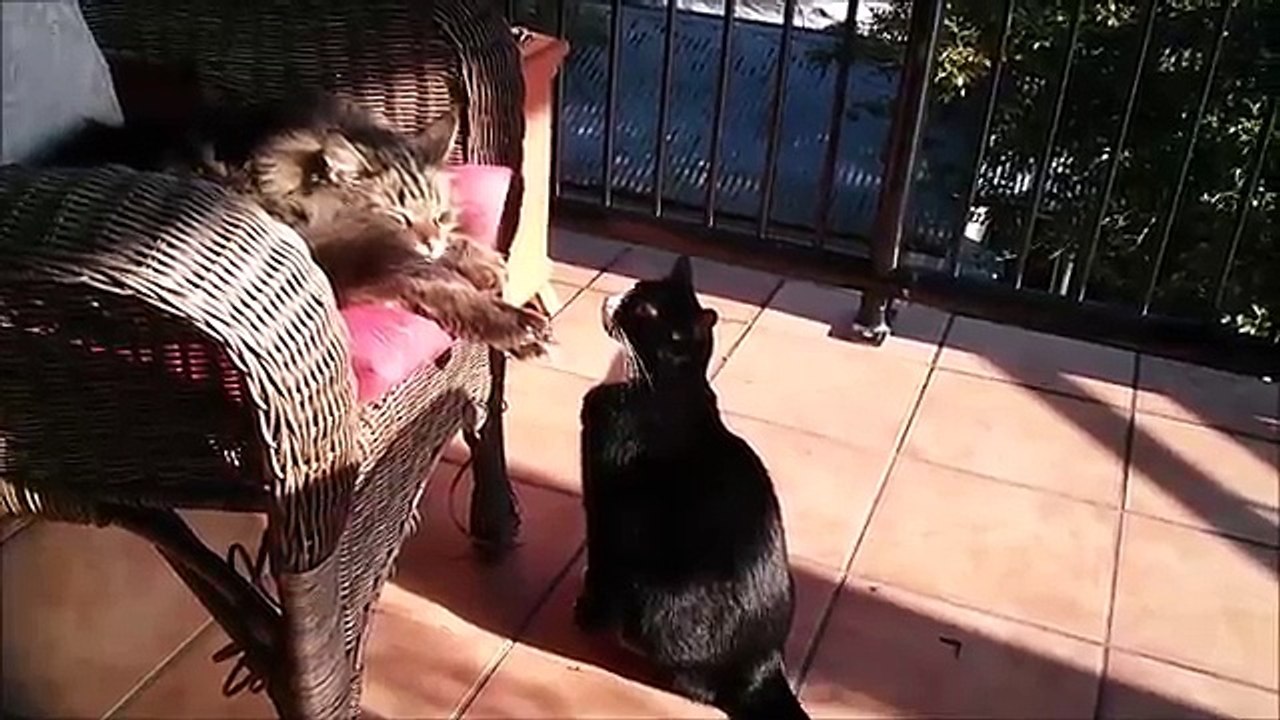 O gato mais fdp do mundo