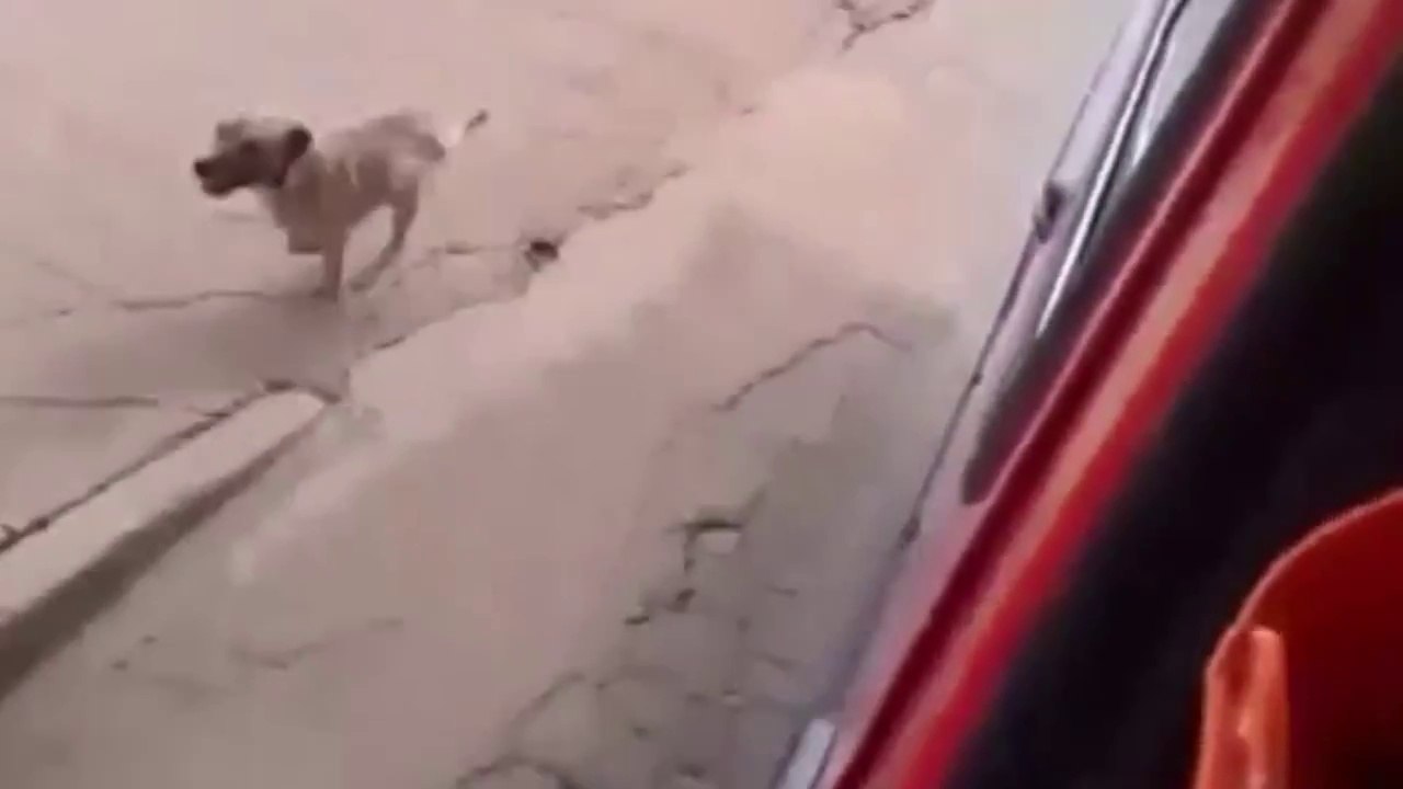 Dog chases ambulance driving his owner