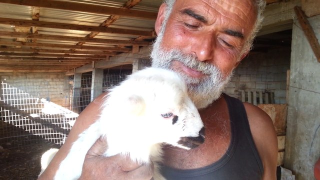 Le berger Antonis Kavousanakis﻿ amoureux de ses animaux Ο βοσκός στην αγάπη με τα ζώα του...
