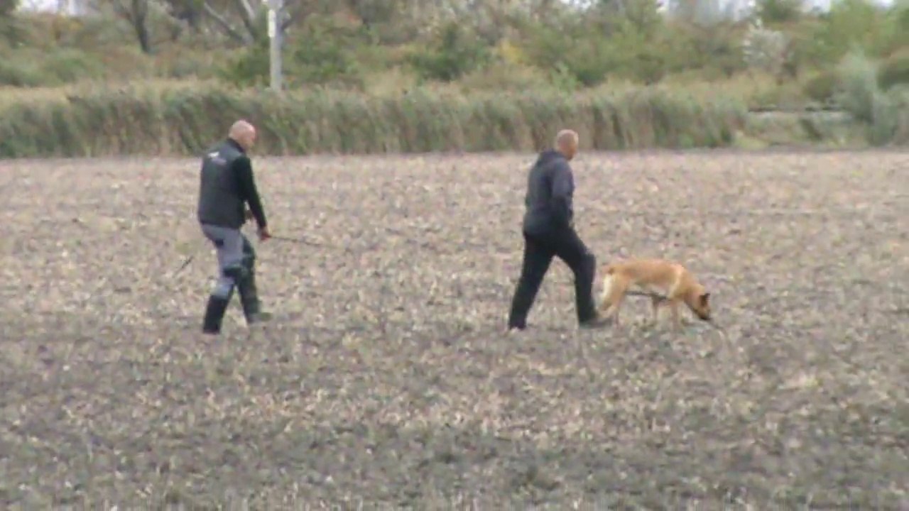 Be Aware Cobra @ Fährtentraining-Part 1