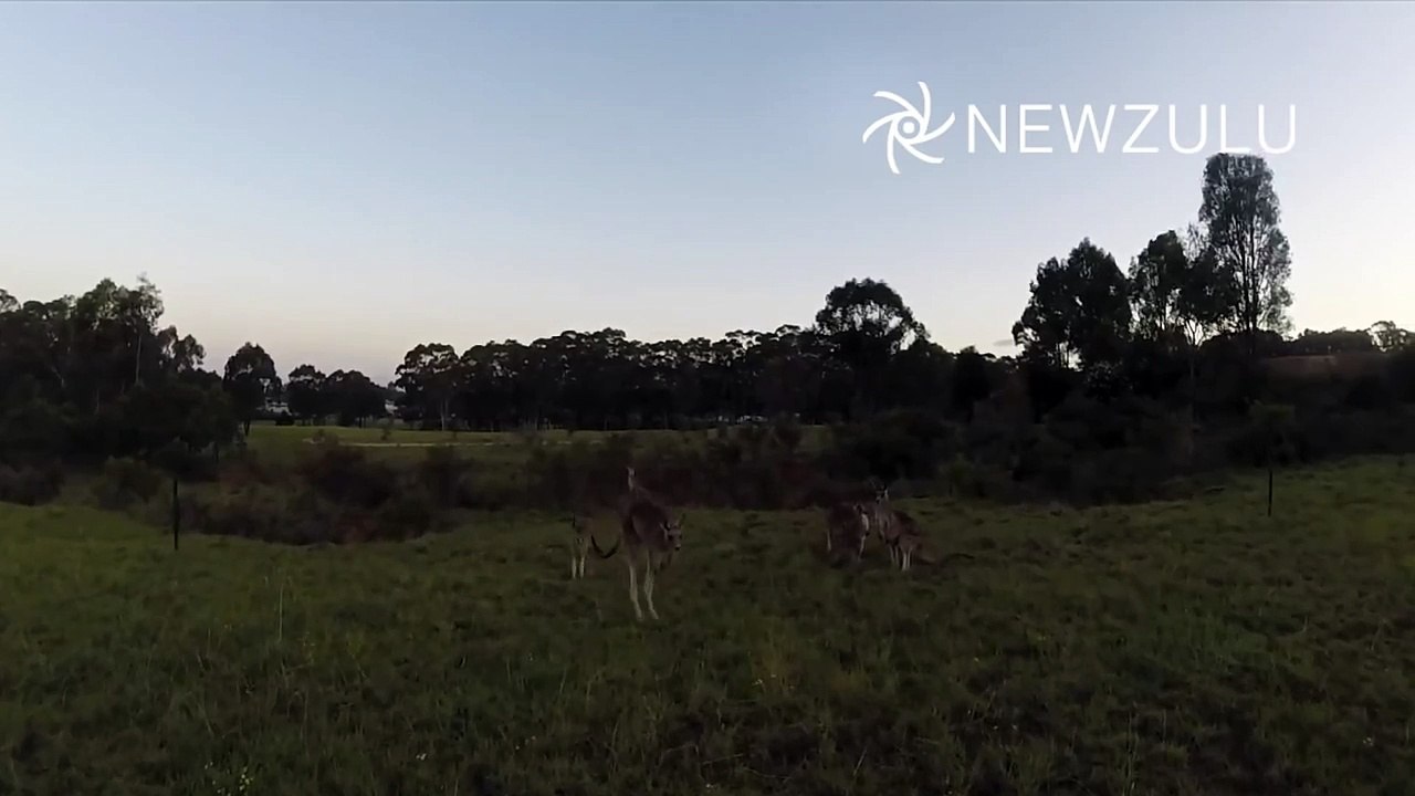 Drone vs Kangaroo
